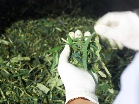 Trồng loại cây bán được từ lá đến củ, một người ở Đồng Tháp thu 150 triệu/tháng