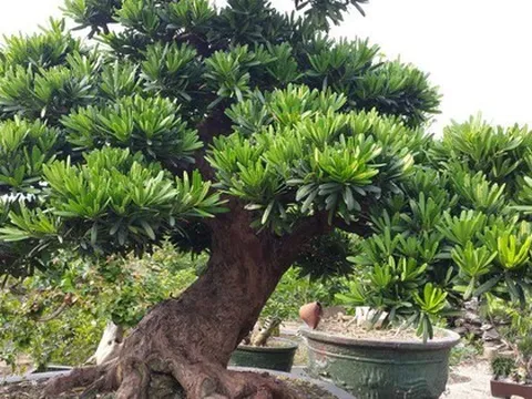 Một bị cáo ở Thanh Hóa được giảm án 10 tháng tù do ủng hộ người nghèo 1 triệu đồng