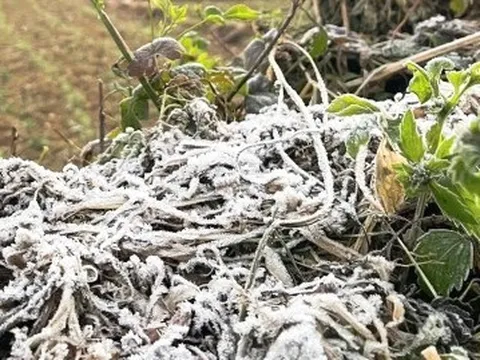 Cao nguyên đá Đồng Văn rét dưới 1°C, băng giá trắng xoá xuất hiện