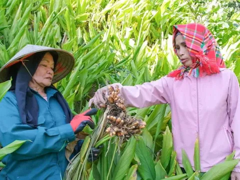 Cây ‘đẻ vàng’ trên núi