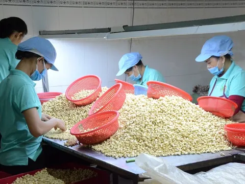 Chỉ 10 tháng, Trung Quốc chi hơn 800 triệu USD nhập loại hạt có thể giúp phòng chừa ung thư từ Việt Nam