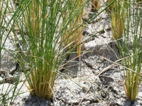 Một quốc gia Đông Nam Á thông báo vừa đón tin vui từ xuất khẩu gạo: Đã xuất khẩu sang 72 thị trường, sắp trở thành đối thủ của Việt Nam, Thái Lan tại Philippines