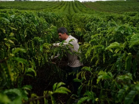 Cà phê robusta trỗi dậy: Một quốc gia BRICS đặt mục tiêu tăng sản lượng gấp 150 lần, Việt Nam đang dẫn đầu thế giới