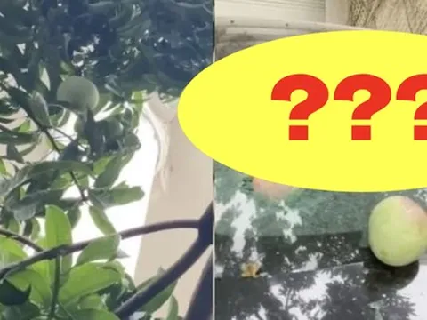 Quả xoài "tai tiếng" nhất Việt Nam: Khiến một nữ đại gia tốn cả trăm triệu vẫn chỉ biết "im lặng chịu trận"