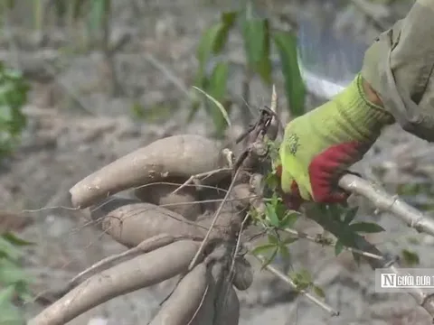 Để nông dân thoát cảnh "bán cả tạ sắn chưa bằng một ngày phụ hồ"