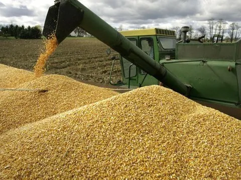 Trung Quốc, Campuchia đua nhau săn 'mỏ vàng' mới nổi của Việt Nam: là cứu tinh cho chăn nuôi, nước ta đứng thứ 8 thế giới về sản lượng