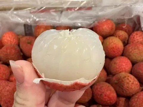 Vải thiều Úc giá gần 5 triệu/thùng 5 kg ở Việt Nam