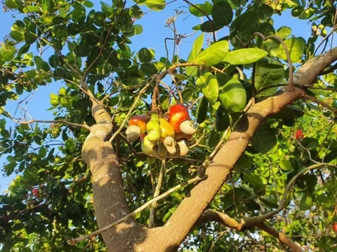 Sau lúa "gây bão", Việt Nam đem loại cây được ví là "vàng mười" sang trồng 2.000 ha tại Cuba