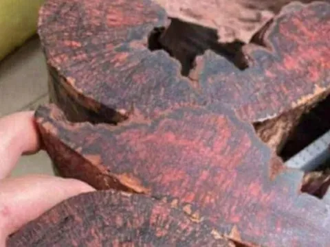 Ai đang đứng sau cuộc săn lùng loài gỗ "vô danh" có giá đến 3 triệu đồng/kg ở Quảng Trị?
