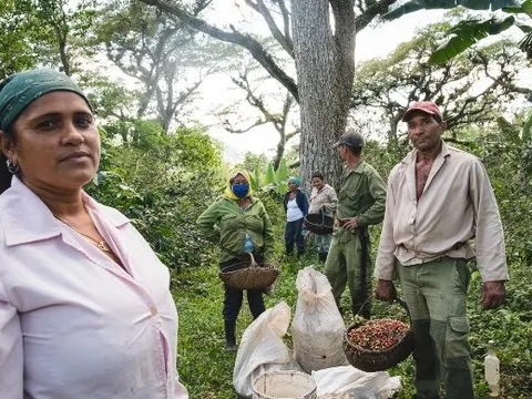 Sau cú bắt tay với gạo Việt Nam, Cuba hợp tác thúc đẩy sản xuất loại nông sản 'vàng treo trên cây' nhưng kém thành công: sản lượng đã giảm 1 nửa trong 5 năm qua