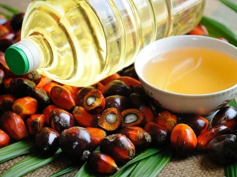 Ấn Độ tăng cường nhập khẩu dầu cọ từ Đông Nam Á