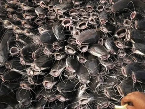 Cả thế giới tranh nuôi nhưng chỉ Việt Nam tạo nên ngành công nghiệp tỷ đô từ 'mỏ vàng' này - chiếm 90% thị phần toàn cầu, Trung Quốc cực ưa chuộng