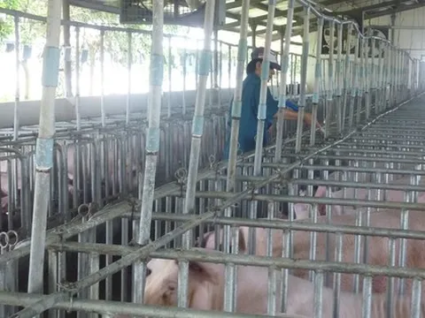 Hé lộ nguyên nhân khiến giá heo hơi tăng sốc chỉ trong thời gian ngắn