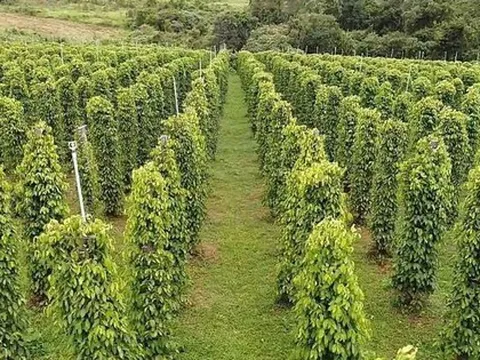 'Sản vật' của Việt Nam đổ bộ Mỹ với giá siêu đắt: Thị phần bằng các đối thủ cộng lại, thế giới ngày càng khan hiếm