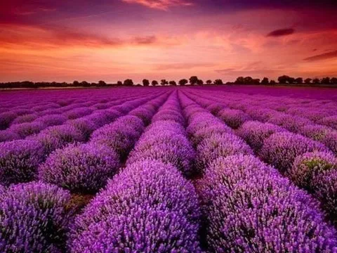 Một mã cổ phiếu bốc đầu kịch trần liên tiếp sau thông tin "ông lớn" âm nhạc rót vốn