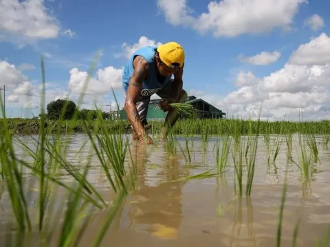 Việt Nam, Thái Lan chú ý: Philippines có động thái mới với nhập khẩu gạo từ 1/1/2026