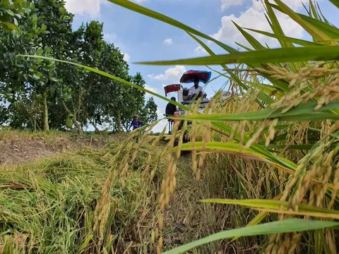 Việt Nam giúp Cuba trồng lúa đạt năng suất chưa từng có, nước bạn đưa ra quyết định 'đặc biệt'