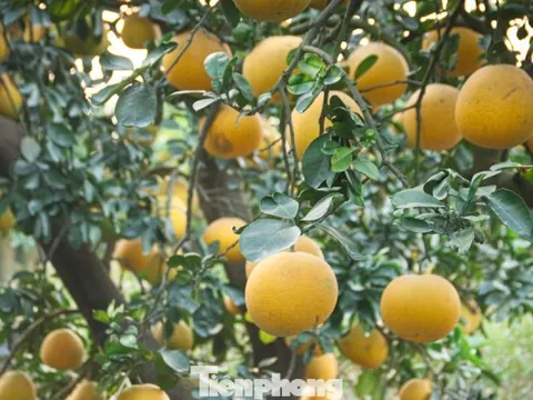 Bưởi cảnh, quất thế hàng chục triệu đồng 'rục rịch' xuống phố