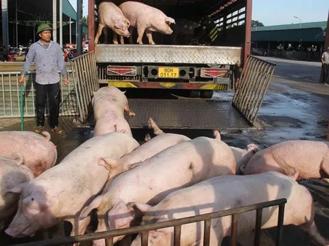 Lũ lụt, dịch bệnh bùng phát, cuối năm có thiếu thịt heo?