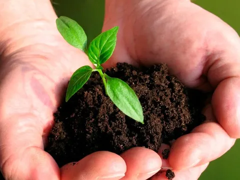 CTCK điểm tên doanh nghiệp phân bón tiềm năng 2026, kỳ vọng tăng trưởng 2 chữ số