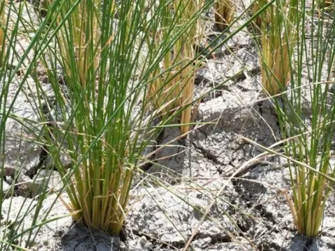 Buồn của vựa lúa lớn thứ 4 thế giới: Gạo Ấn Độ gây áp lực khiến xuất khẩu giảm một nửa, mất ưu đãi thuế 1%