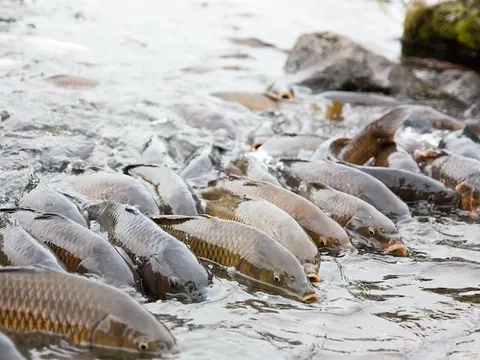 Phát minh của Trung Quốc làm rung chuyển ngành thủy sản và thực phẩm: tạo ra giống cá diếc không xương dăm, năng suất cao nhưng chi phí thấp
