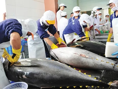 Mỹ siết nhập thủy sản: Điểm mấu chốt doanh nghiệp Việt không thể bỏ qua