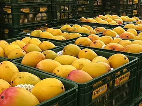 Loại quả của Việt Nam khiến cựu Đại sứ Hoa Kỳ phải khen ngợi 'ngon nhất thế giới': Chiếm 97% thị phần ở Trung Quốc, diện tích trồng hơn 110.000 ha