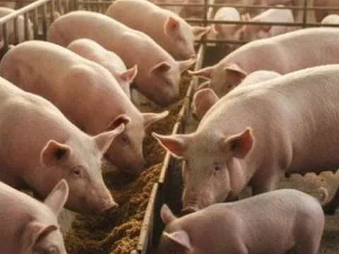 Dự báo về giá heo hơi Tết Bính Ngọ 2026, khó lên tới 80.000 đồng/kg?