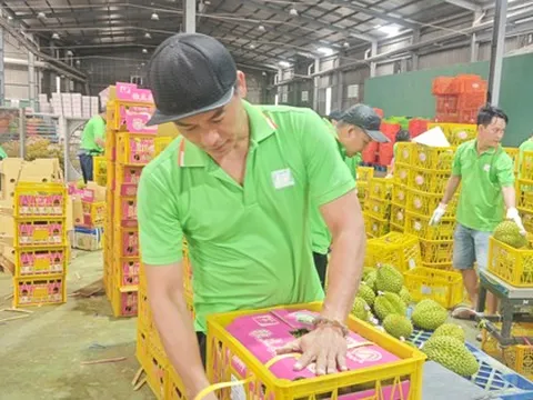 Việt Nam sắp dẫn đầu về xuất khẩu sầu riêng