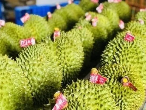 Buồn của sầu riêng Thái Lan, Việt Nam: Thêm một đối thủ chính thức mang hàng đông lạnh sang Trung Quốc