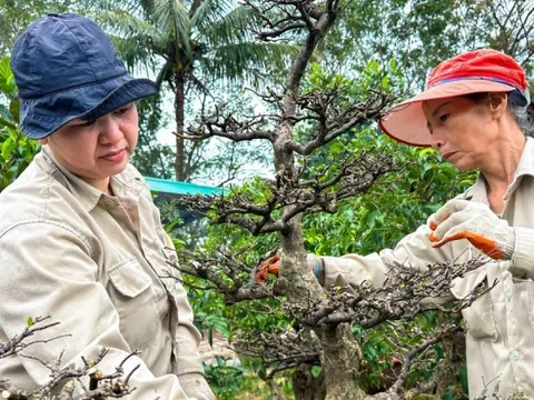 Mai Tết vào độ, nông dân 'chạy nước rút'