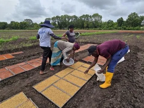 Không phải Thái Lan hay Việt Nam, giống lúa từ một quốc gia châu Á đang gây sốt tại châu Phi: Năng suất cao gấp 1,7 lần, chu kỳ sinh trưởng ngắn