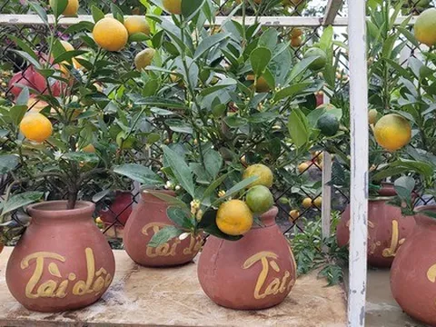 Quất bonsai mini giá vài trăm ngàn đồng mỗi bình