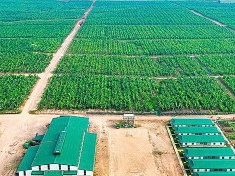 HAGL thoái vốn thành công tại HAGL Agrico