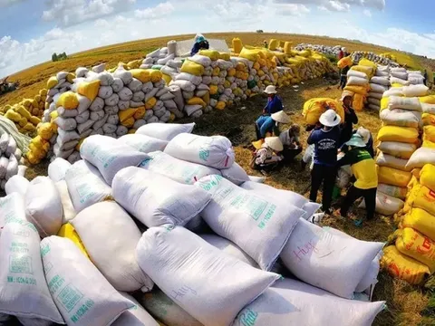 Việt Nam dự kiến xuất khẩu 7,73 triệu tấn gạo năm 2026