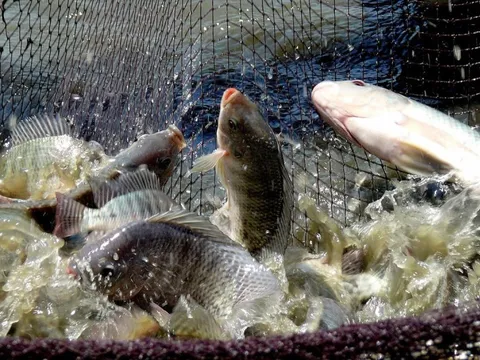 "Kho báu" dưới nước mang dấu ấn Việt Nam trên đất Cuba