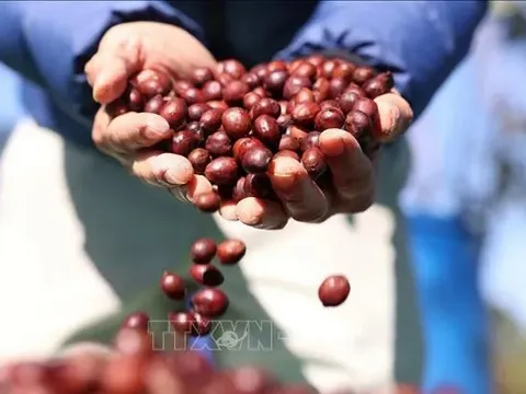 Giá cà phê bứt phá mạnh