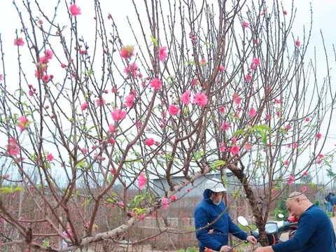 Người Hà Nội nhộn nhịp đi mua đào chơi Tết sớm