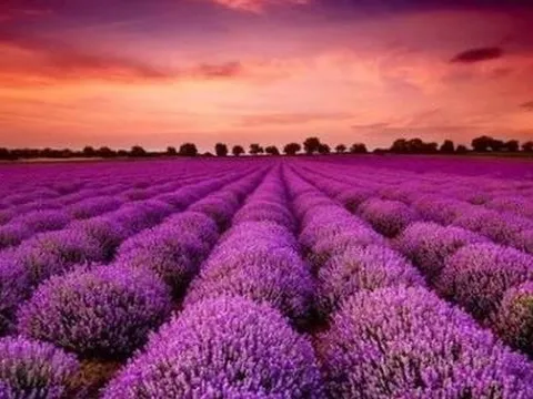 Cổ phiếu một cá mập từ khi lên sàn chỉ biết mỗi "màu tím", Tổng Giám đốc nói gì?