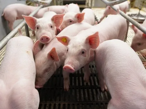 BAF Việt Nam: Cơ hội “đảo chiều” sau chu kỳ biến động Q4/2025 của ngành chăn nuôi