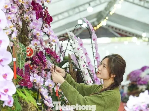 Nông dân Thanh Hóa chi hơn 10 tỷ làm vườn lan 4 vạn cây