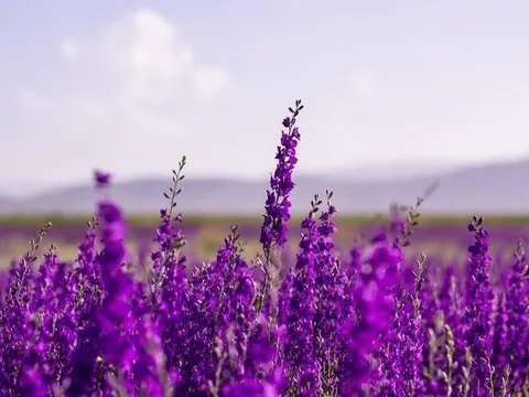 Một doanh nghiệp báo lãi quý 4 đột biến, cổ phiếu lập tức "trần cứng"