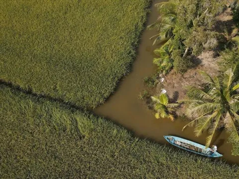 Chuyện lạ Cà Mau: Nuôi loài ‘thuỷ quái’ xanh biếc cùng với lúa, dân thu lãi kỷ lục chưa từng có