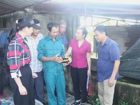 Từng bị lũ cuốn sạch tài sản, nữ nông dân biến 10ha 'đất chết' thành mỏ vàng nuôi rùa, vịt, ba ba..., thu lời đến 1 tỷ đồng/năm