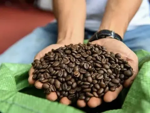 Giá cà phê lùi về vùng thấp nhất trong vòng 6 tháng
