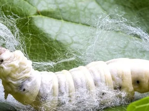 Ấn Độ tìm ra "mỏ vàng mới", giải bài toán sống còn của ngành kinh tế đứng thứ 2 thế giới
