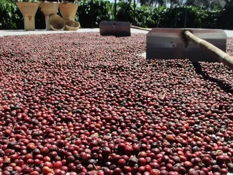 Giá cà phê hôm nay 17-2: Tăng giảm ra sao trong ngày mùng 1 Tết?