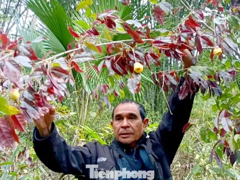 Vào rừng hái chè hoa vàng kiếm bộn tiền