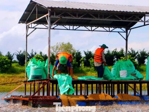 Thấy gì từ kỷ lục xuất khẩu thủy sản 11 tỷ USD?